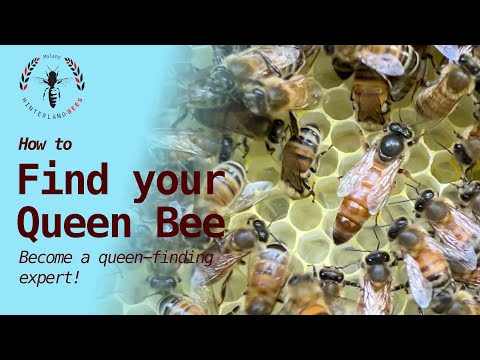 ❓How to Find a Queen Bee
