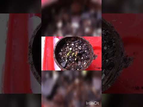 First Grow Update! Meet Stoner Mike & Tent set-up.