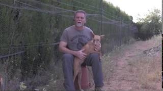 Podenco andaluz Tagadona. Garantía 100 x 100