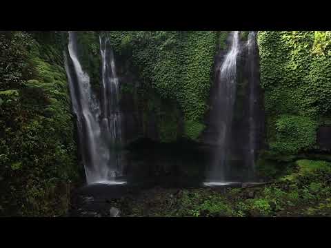Incredible Jungle Sounds 8k - Exotic Birds Signing - Tropical Forest - Relaxing Nature - Costa Rica