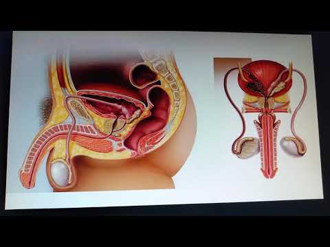 1 introducción aparato reproductor masculino