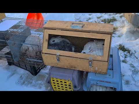 Country Life - Todirești Bird and Animal Fair Suceava - Saturday, January 17