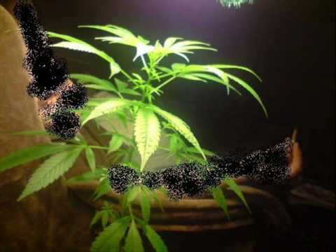 Bas, Gutek, Hasty - Protest