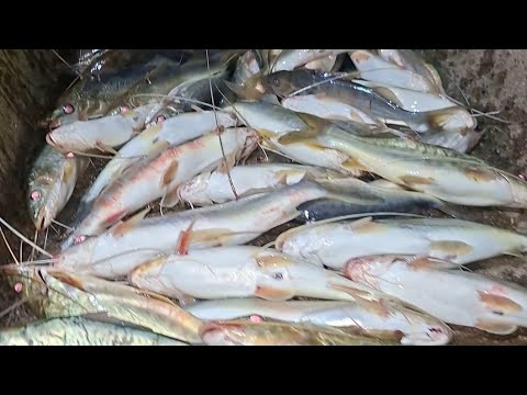 Pescaria de mandi chorão,  rio indaia , cedro do abaete MG 