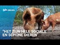 Proef varkensbegrazing als duurzaam alternatief voor onderhoud.
