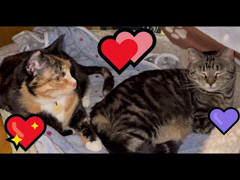 First Time Ex-Feral Kitty Pom & House Kitty Peazu Cuddle In Same Bed!!! 🥰 😻
