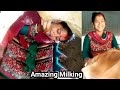 Cow Milking And Drinking By Beautiful Wife Milking Video