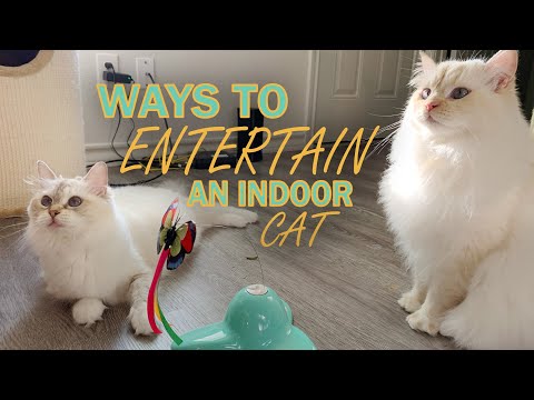 Ways to Entertain an Indoor Cat
