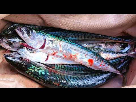 Tibo Pêche