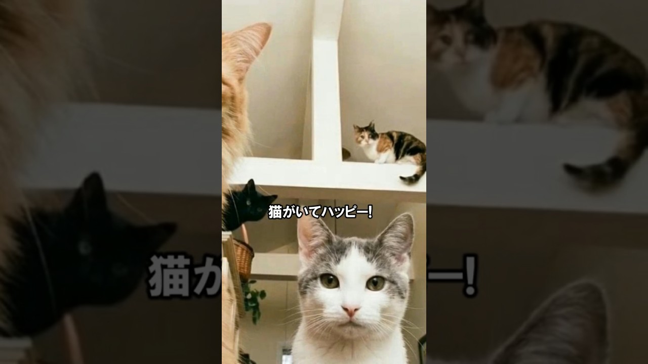 【AI MV】ショートVer.猫がいてハッピー!