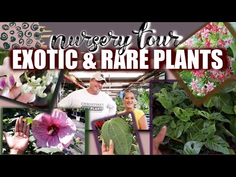 download lagu mp3 mp4 Exotic Plants Florida, download lagu Exotic Plants Florida gratis, unduh video klip Exotic Plants Florida