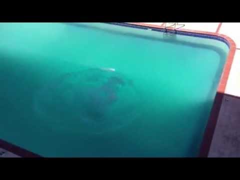 In Puerto Rico with Jacko with a balcony jump