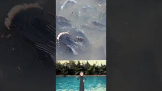 Download lagu ikan nila jumbo jumbo disungai ini #ikannila #shorts #short #fish #ikan #fishing #mancing #hewan mp3 Download lagu ikan nila jumbo jumbo disungai ini #ikannila #shorts #short #fish #ikan #fishing #mancing #hewan mp3