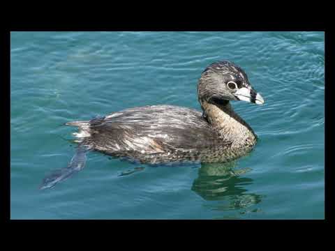 As 10 aves mais raras do Brasil