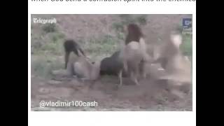 The lucky buffalo miraculously escapes from five lions because of in-fighting within the pride