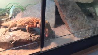 Bearded dragons catching crickets in slow motion