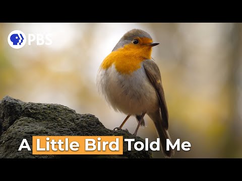 A Little Bird Told Me | Say What?! Animal Idioms