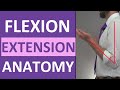 Flexion And Extension Anatomy Shoulder Hip Forearm Neck Leg Thumb Wrist Spine Finger