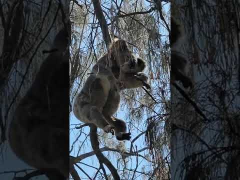 Australian Drop Bear 🐨 #shorts