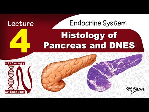 4a-Histology of pancreas-Endocrine system