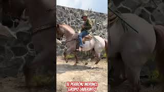 El perron merino , grupo laberinto