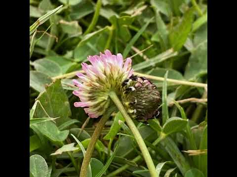 Blue Trip - Favor for the Moon