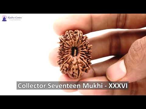 Rudraksha Product Image