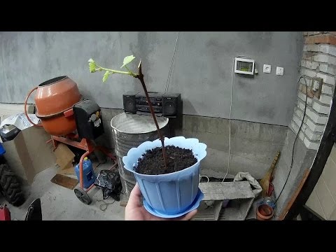 Кільчування.Висажування винограду.Кильчевание черенков.Vine propagation