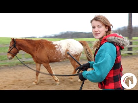 YouTube video about: How to lunge a horse without getting dizzy?