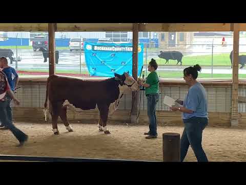 Buchanan County Fair 2022: Cattle Shows