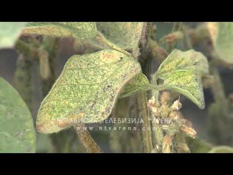 Intenzivan napad grinje u usjevu soje koja vapi za vodom