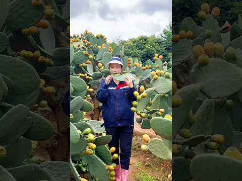 The simple way to enjoy a cactus young leaf #foodie #fruit