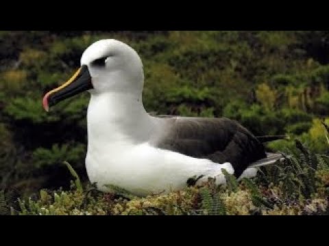 Life on Tristan da Cunha – the World's Most Remote Inhabited Island