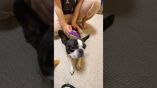 換毛期なのでブラッシング🐶#shorts 　　　　　　　　　　　　　　　　　　　　　　　"The shedding season, so brushing 🐶"