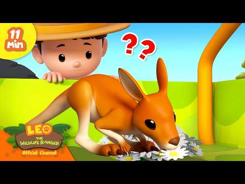 LEO HELPS A BABY KANGAROO FIND ITS MOTHER! | Leo the Wildlife Ranger | Educational Animal Cartoon