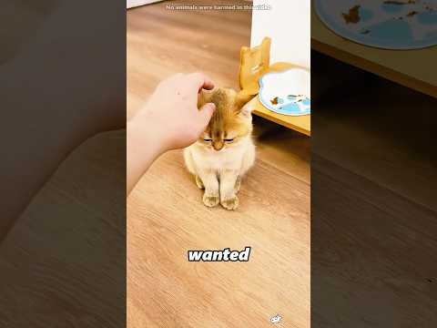 The smallest cat demanded justice.#shorts