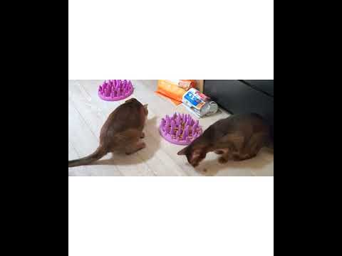 Crystal the Pet Nanny. LLC video.