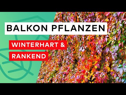 Hardy and climbing balcony plants 🌿