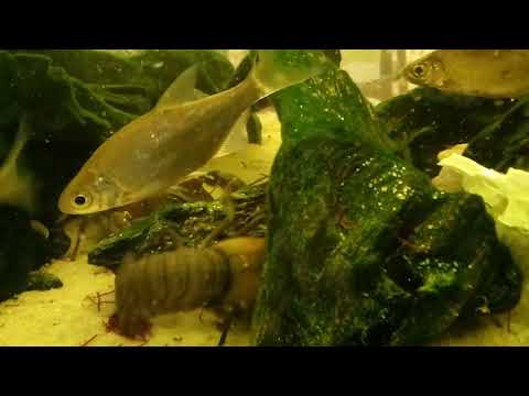 Raki sygnałowe w restauracji MaltaCafe w Olsztynie