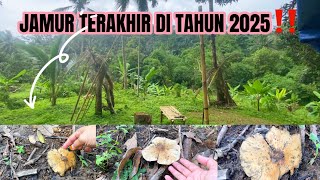BERAKHIRNYA MUSIM JAMUR