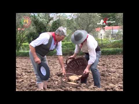 Ciclo do Milho - Completo