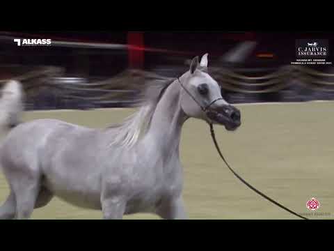 N.53 D MASHEE'AH - Katara Int. Arabian Peninsula Horse Show 2023 - Fillies 2 Years Old Section B...