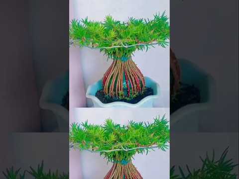 Good idea design plant portulaca flower use bottle for shape #shorts #flowers