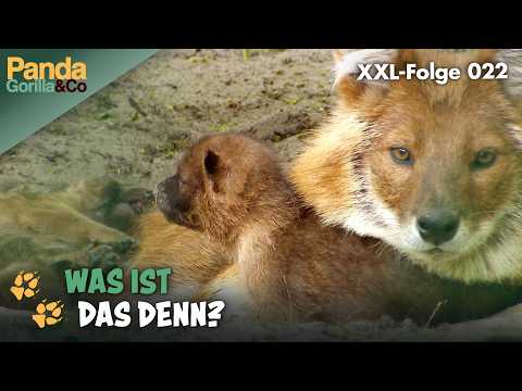 XXL-Spezial: Unbekannte Stars im Zoo Berlin | Panda, Gorilla & Co.