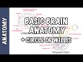 Anatomy Brain Circle Of Willis And Stroke