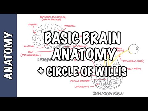 Anatomy - Brain (Circle of Willis and Stroke)