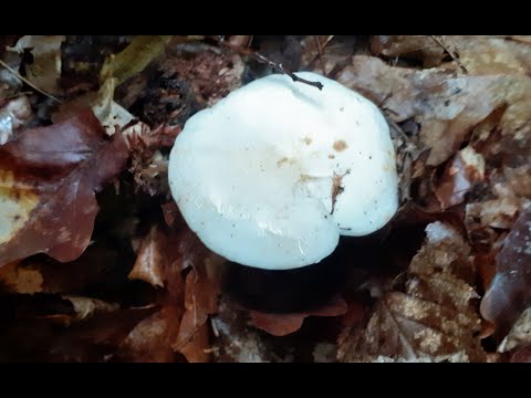GLJIVE NAŠIH ŠUMA - MLIJEČNICA (Lactarius piperatus)