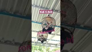 Download lagu Derkuku Langka Kuk 5 mp3 Download lagu Derkuku Langka Kuk 5 mp3