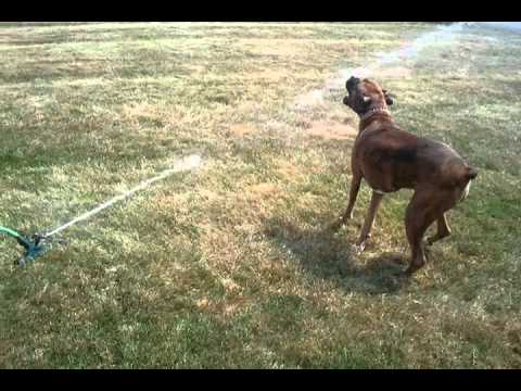 Boxer VS Sprinkler