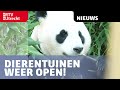 Dierentuinen weer open: Rhenen toont pandajong, Amersfoort herdenkt chimpansees [RTV Utrecht]